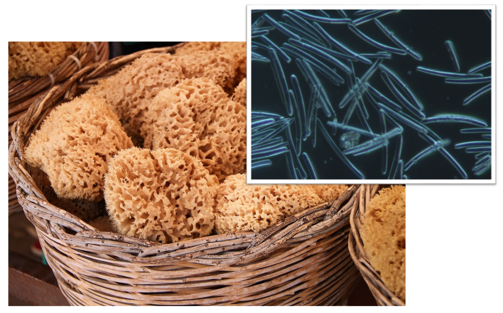  SUNJIN NEWSLETTER 마시는 실리카? 실리카가 인체에 미치는 긍정적인 영향을 알려드립니다.