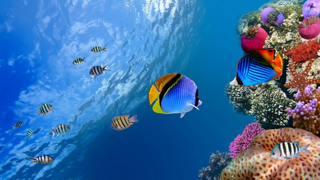 2021년부터 Island Ban이 시행되었습니다