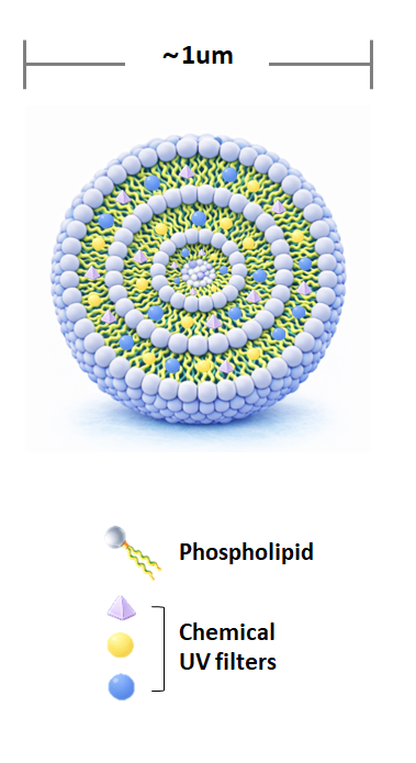 Lipid UV Capsule Diagram